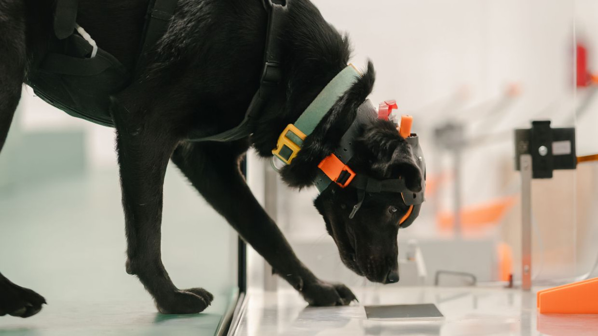 Indian Startup Uses Cancer-Detecting Dogs and AI to Expand Early Screening Access
