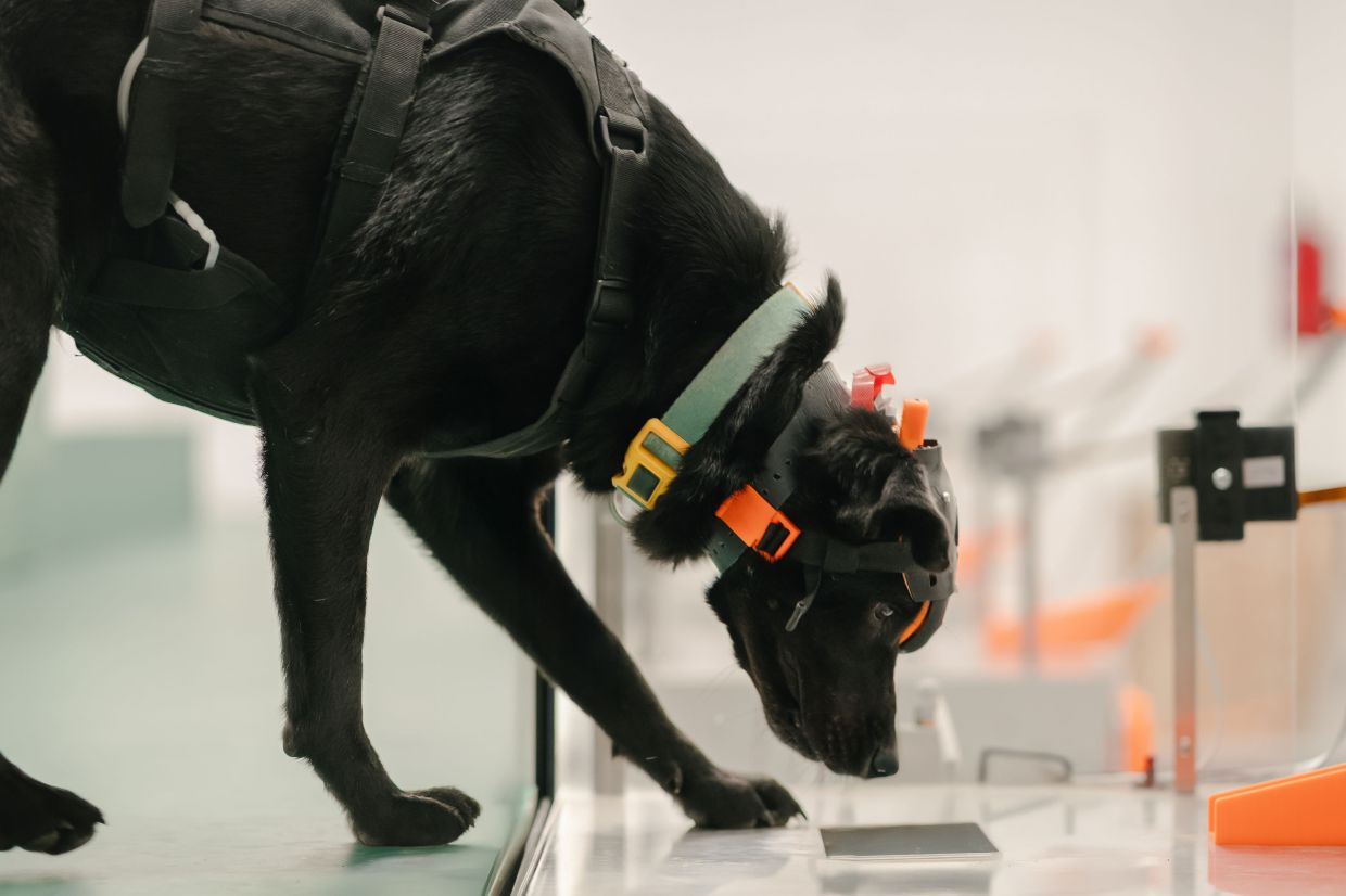 Indian Startup Uses Cancer-Detecting Dogs and AI to Expand Early Screening Access