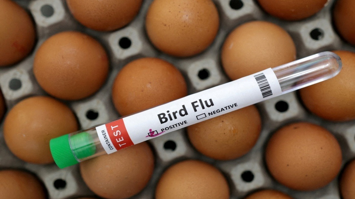 Victoria Imposes Mandatory Poultry Indoor Housing as H5N1 Bird Flu Spreads Across Australian State