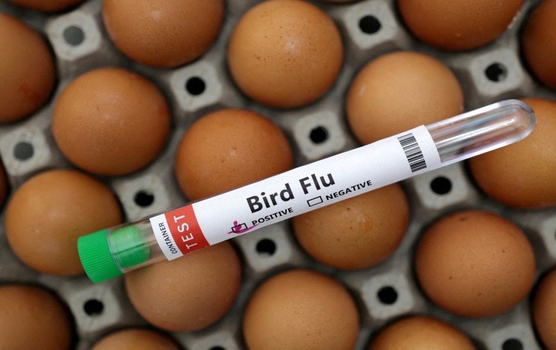 Victoria Imposes Mandatory Poultry Indoor Housing as H5N1 Bird Flu Spreads Across Australian State