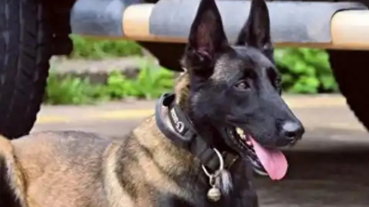 Chinese Police Dog's Six-Month Vigil for Injured Handler Stirs Online Emotional Response