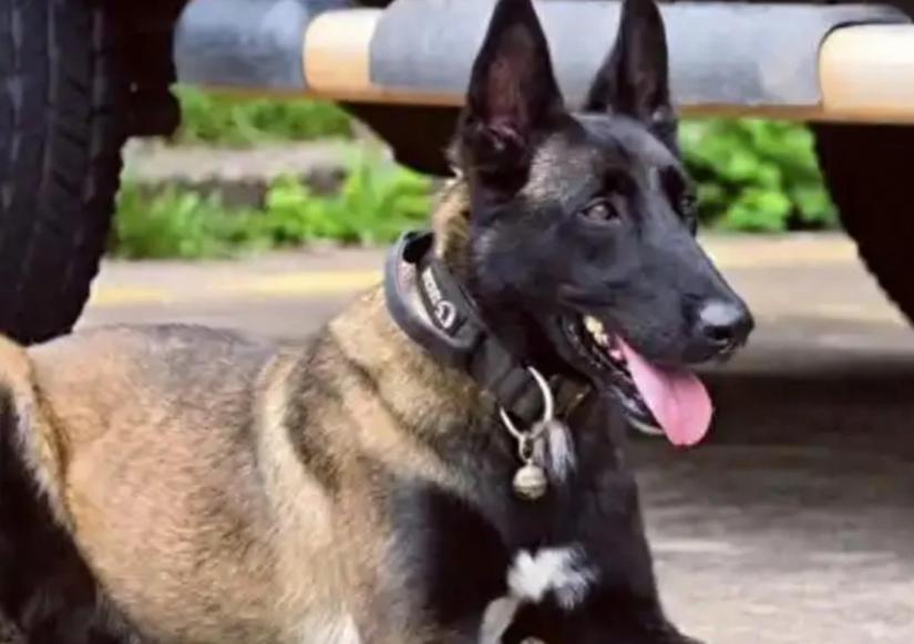 Chinese Police Dog's Six-Month Vigil for Injured Handler Stirs Online Emotional Response