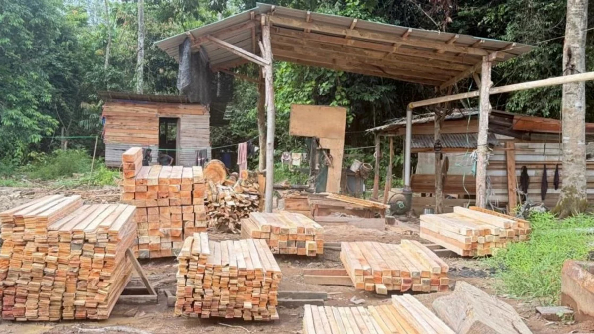 Five arrested as GOF breaks illegal logging operation in Kelantan, recovers nearly RM1.7 million