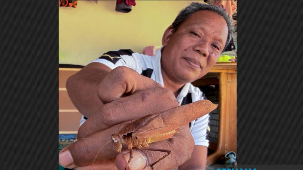 Kelantan's Youth Rediscover Cricket Fighting As Digital Detox Sparks Traditional Revival