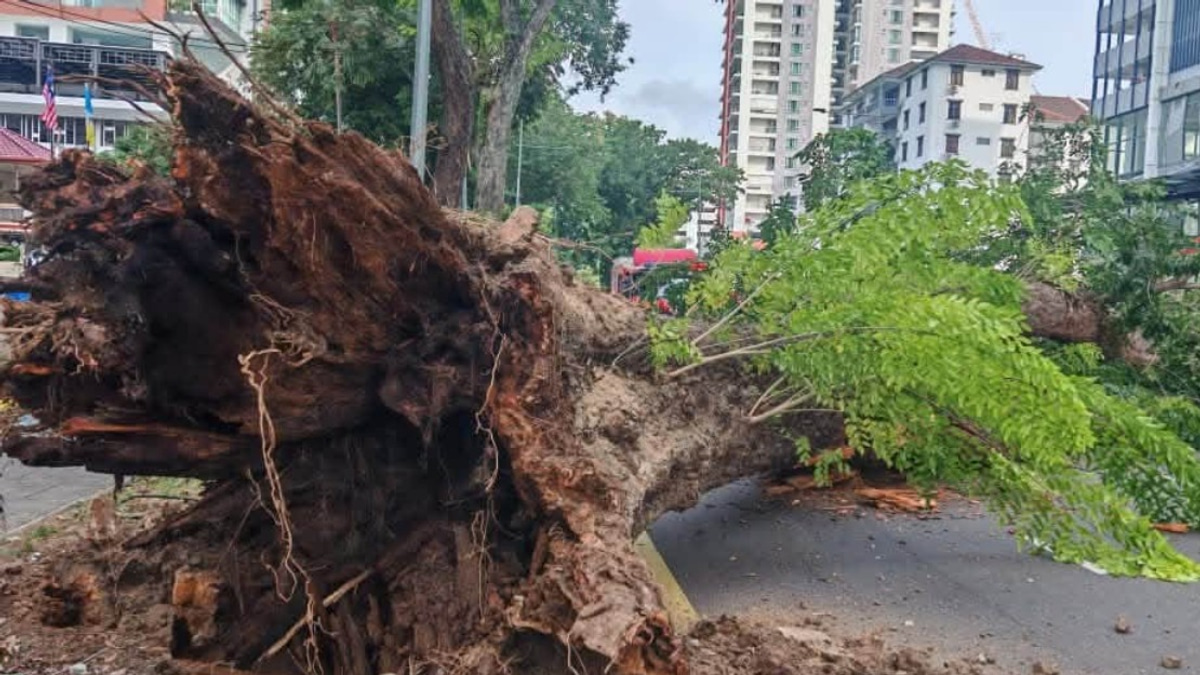 Infrastructure Works and Soil Degradation Led to Collapse of 90-Year-Old Tree in George Town