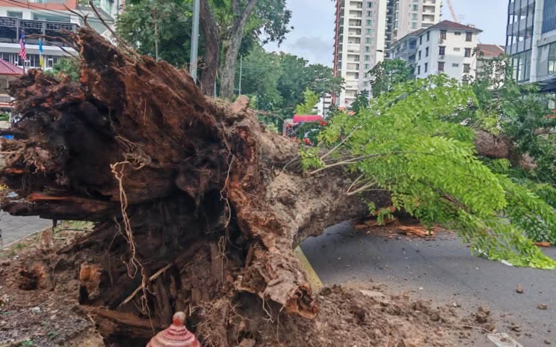 Infrastructure Works and Soil Degradation Led to Collapse of 90-Year-Old Tree in George Town
