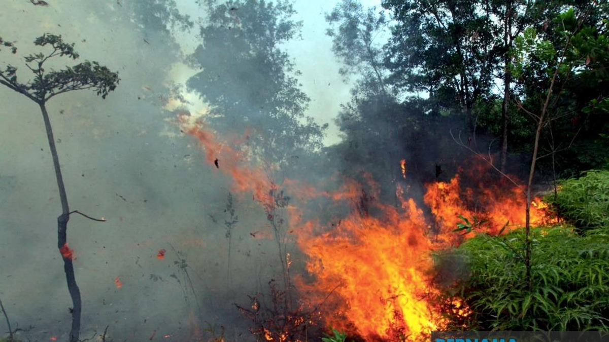 Sabah Tightens Fire Controls as Indonesian Haze Drifts Across Border