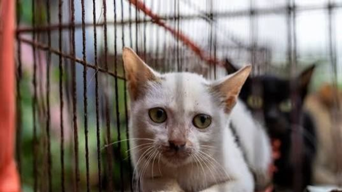 Over 40 stolen cats returned to owners after Vietnamese police dismantle theft ring
