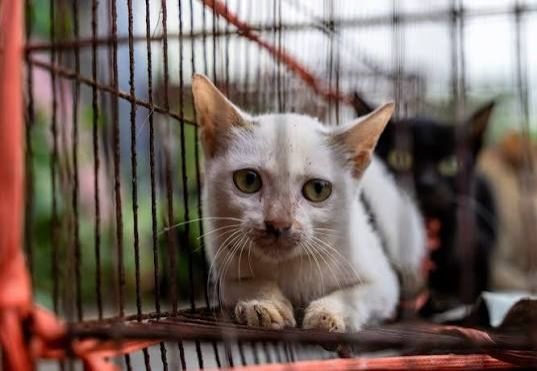 Over 40 stolen cats returned to owners after Vietnamese police dismantle theft ring