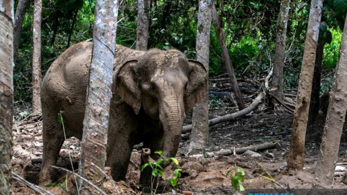 Orang Asli Villager Critically Injured in Elephant Attack During Crop Defence Effort