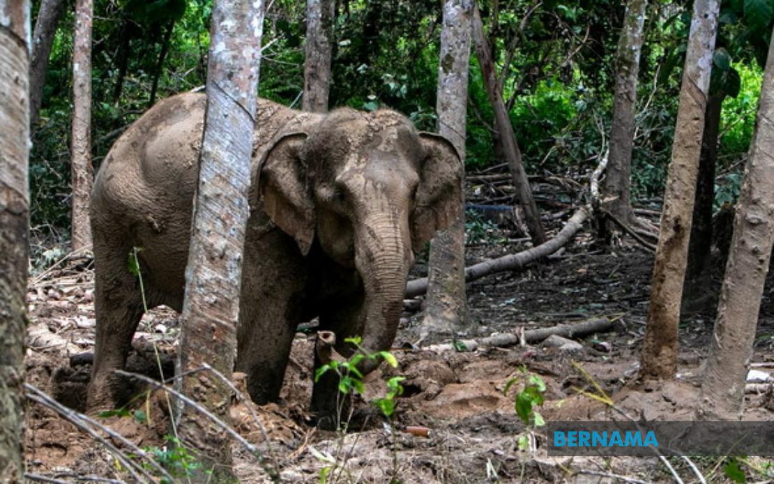 Orang Asli Villager Critically Injured in Elephant Attack During Crop Defence Effort
