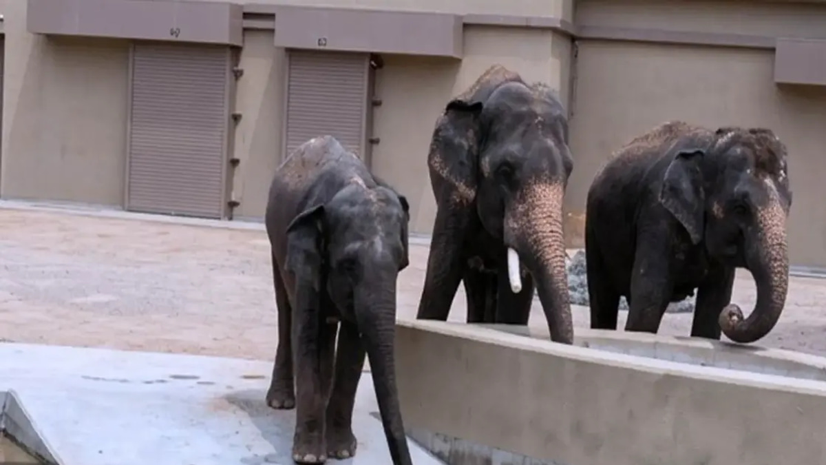 Wildlife NGO Alleges RM50 Million Diverted in Elephant Transfer Deal with Japan