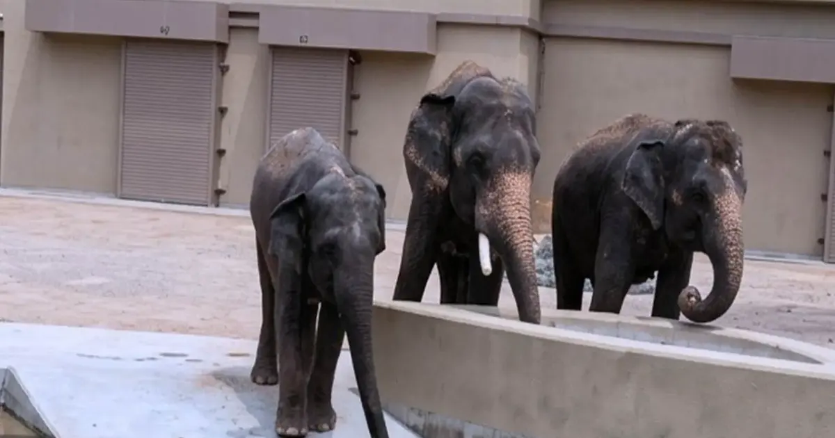 Wildlife NGO Alleges RM50 Million Diverted in Elephant Transfer Deal with Japan