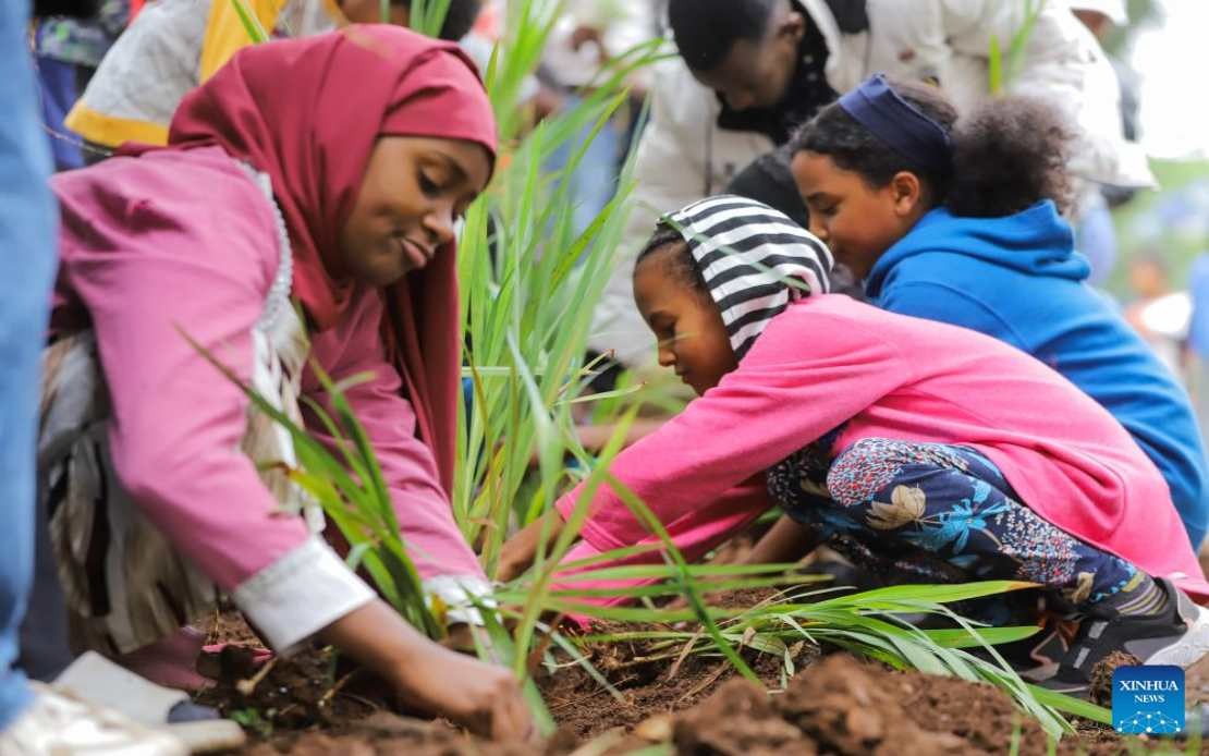 Ethiopia Plants 800 Million Trees in Single Day as Part of Ambitious Green Legacy