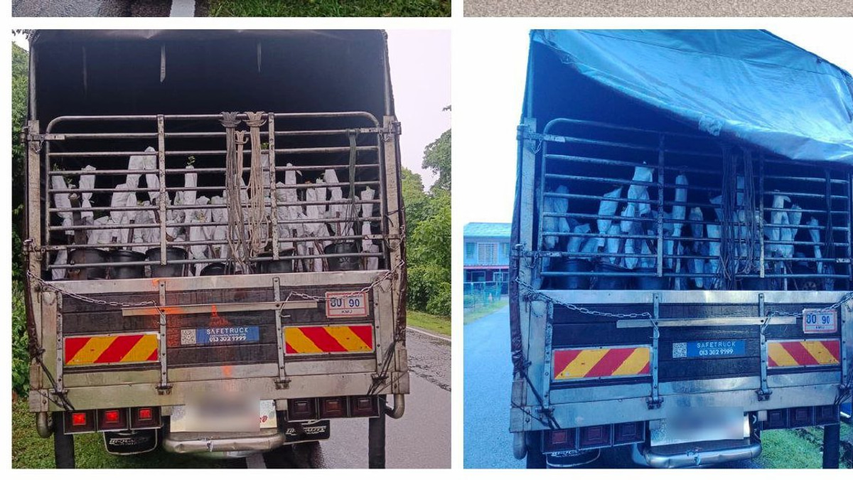 Two arrested with RM85,000 smuggled plant saplings at Rantau Panjang