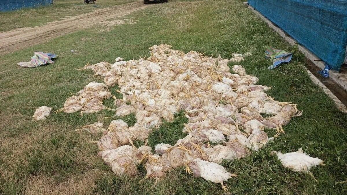 Battery recycling fire in Cambodia kills thousands of chickens, sparks environmental safety review