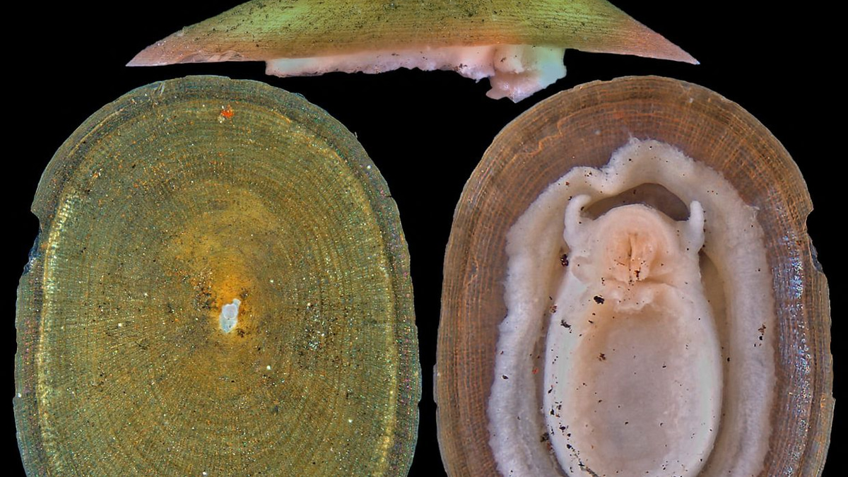 Deep-sea mining poses extinction threat to majority of hydrothermal vent molluscs, warns conservation body