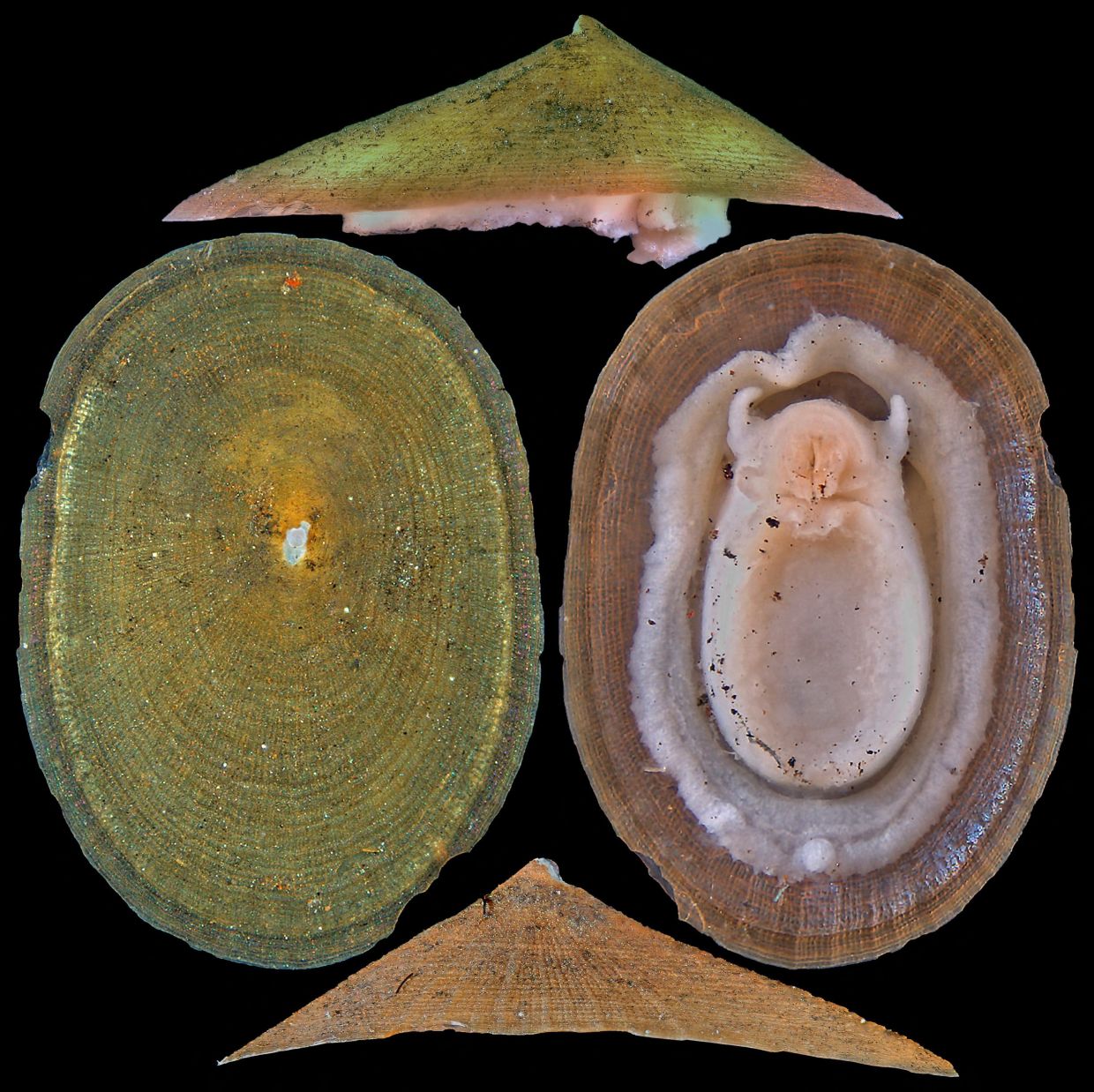 Deep-sea mining poses extinction threat to majority of hydrothermal vent molluscs, warns conservation body