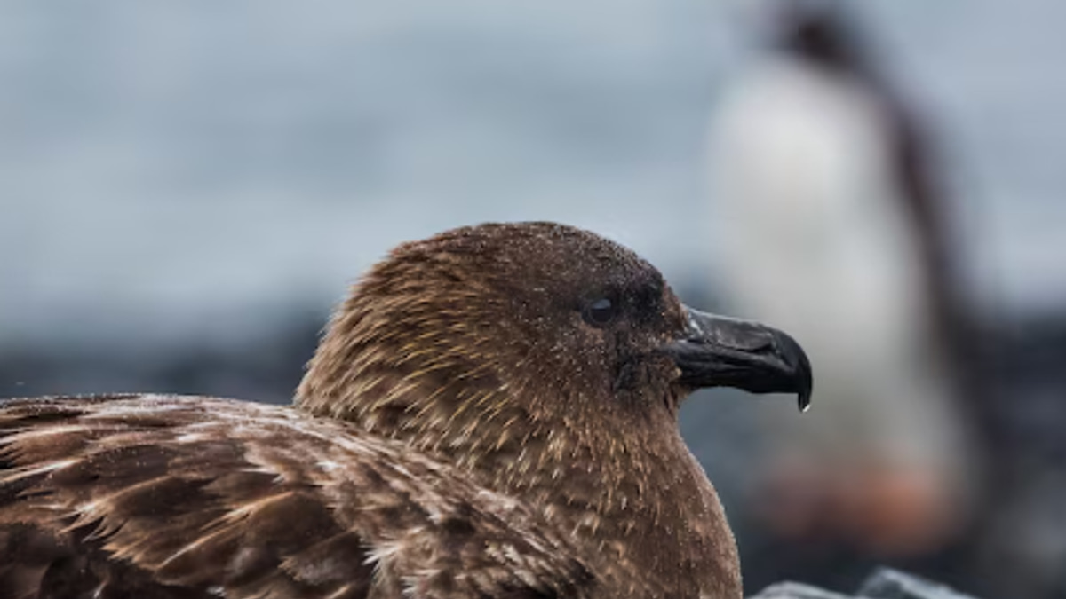 New Zealand Confirms First H5N1 Case as Authorities Rush to Protect Endangered Birds