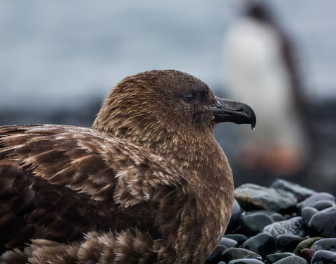New Zealand Confirms First H5N1 Case as Authorities Rush to Protect Endangered Birds