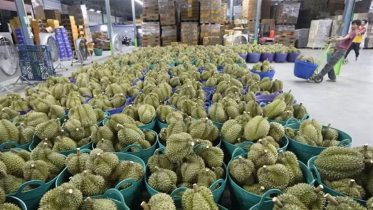 Vietnam Detention of Deputy Agriculture Minister Exposes Widespread Durian Export Corruption