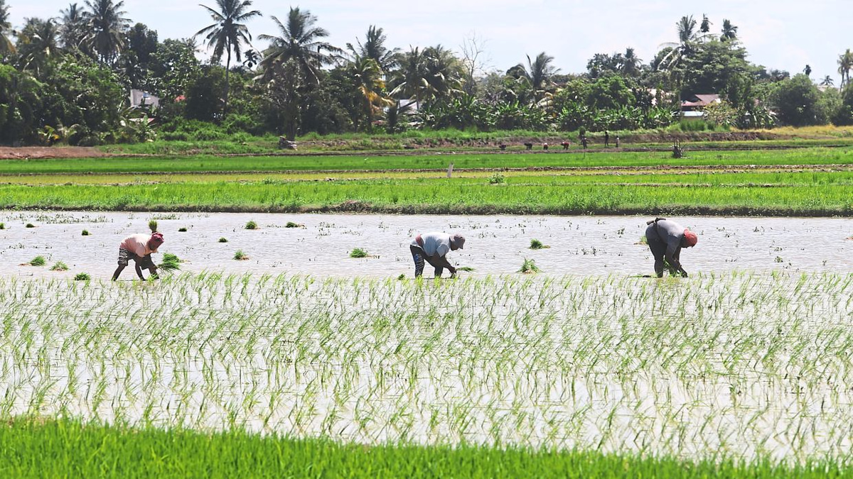 Malaysia shields food prices from Middle East turmoil through targeted farm subsidies and long-term resilience building