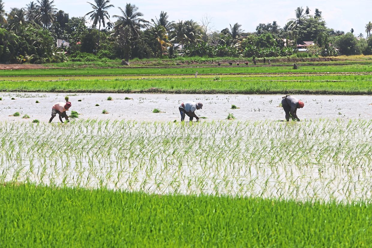 Malaysia shields food prices from Middle East turmoil through targeted farm subsidies and long-term resilience building