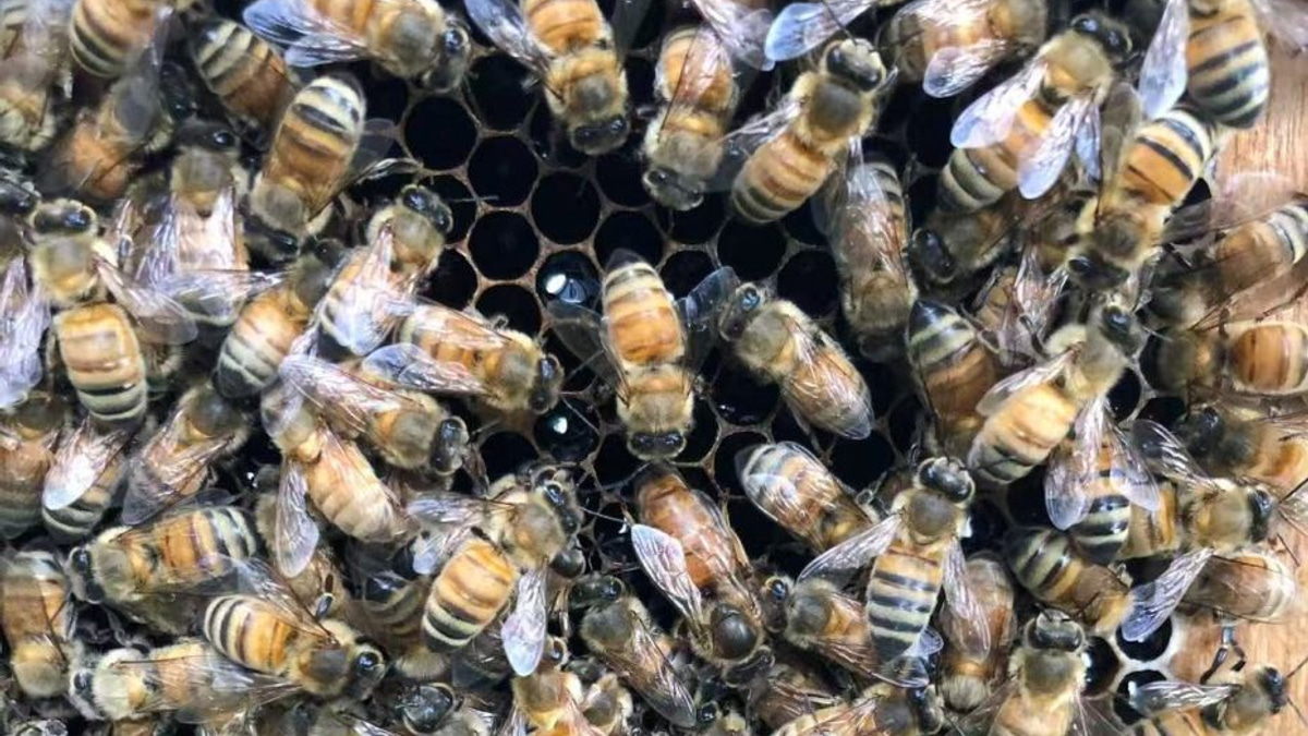 Beyond Royal Jelly: How Honeybees Engineer a 'Palace' to Crown Their Queen