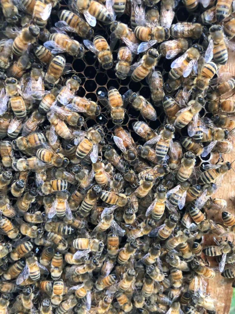 Beyond Royal Jelly: How Honeybees Engineer a 'Palace' to Crown Their Queen