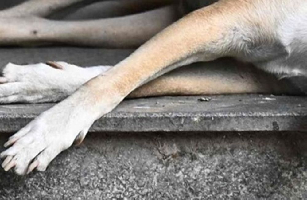 Police Question Klang Council Officers Over Stray Dog Death During Capture Operation