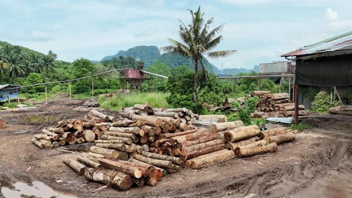 Eleven detained as authorities crack down on illegal timber trade in East Coast