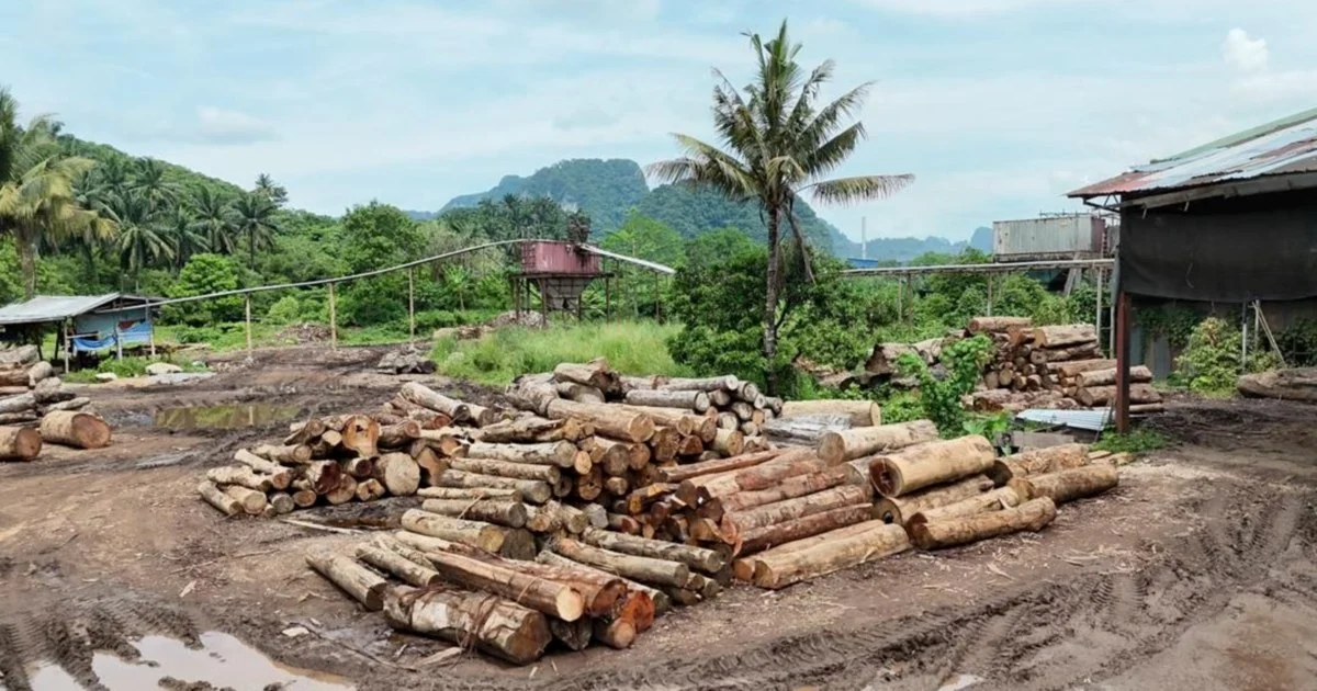 Eleven detained as authorities crack down on illegal timber trade in East Coast